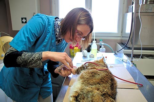 Pose d'une perfusion avant intervention